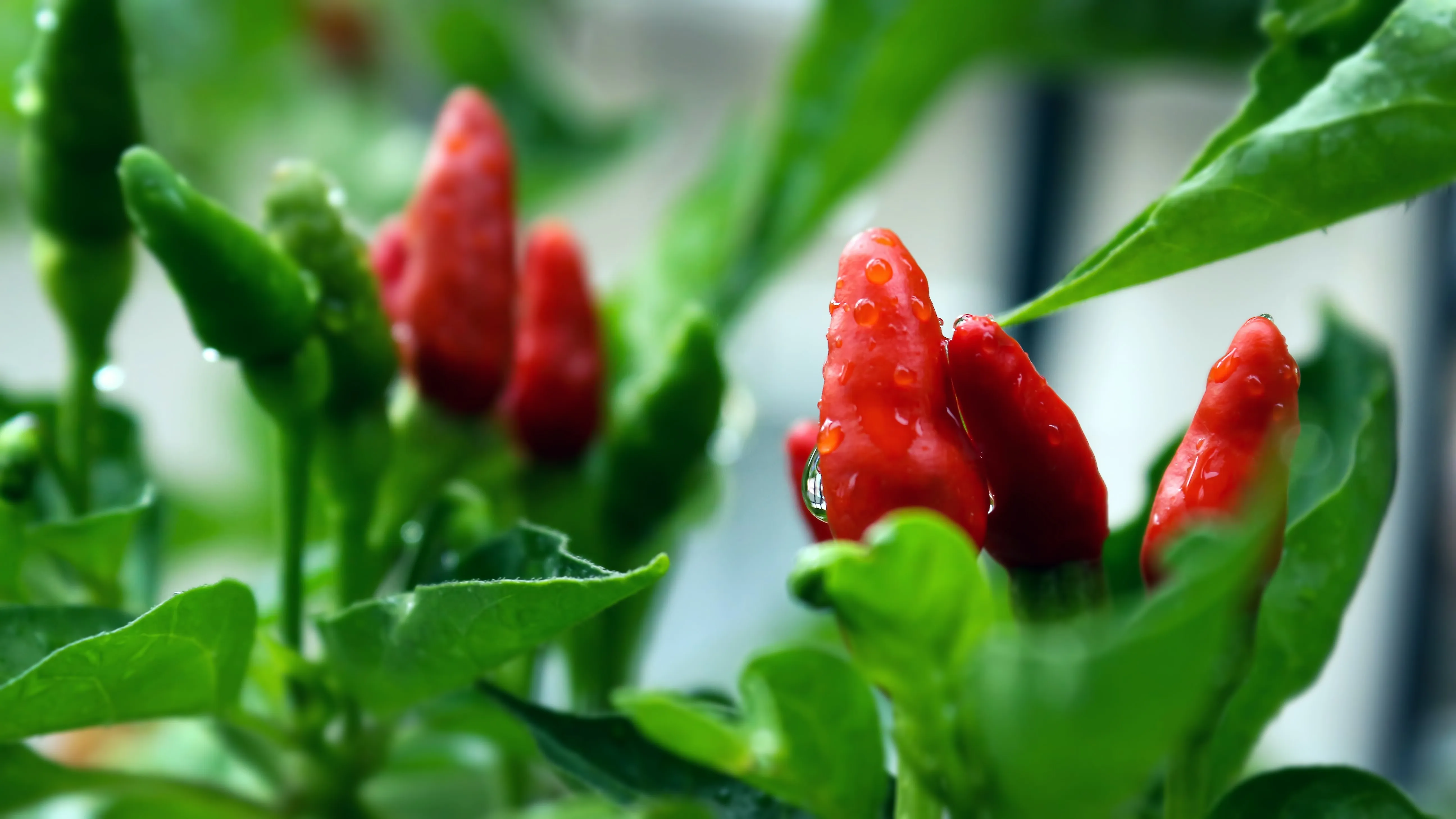 odla chili i växthus